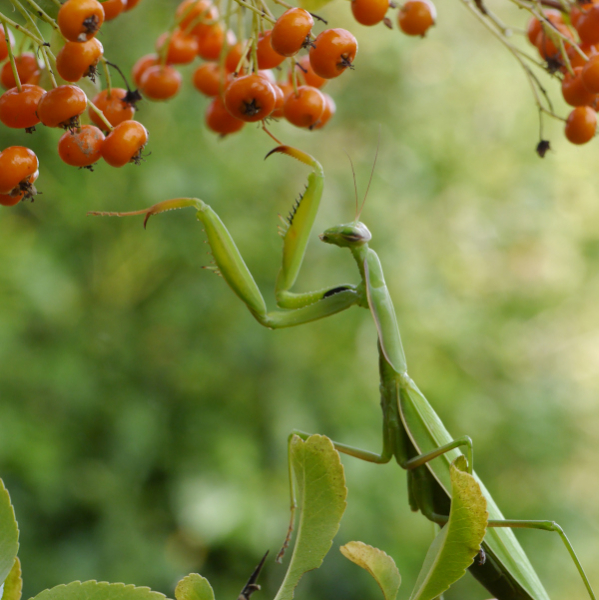 Mante religieuse (Mantis religiosa) dans le Verger © Sandrine Berthault